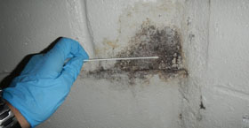 Mold Inspection