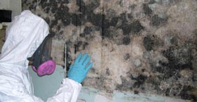 Mold Removal