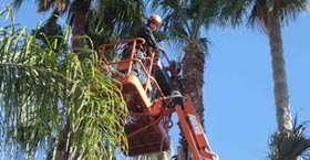 Tree Removal