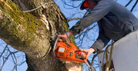 Tree Trimming